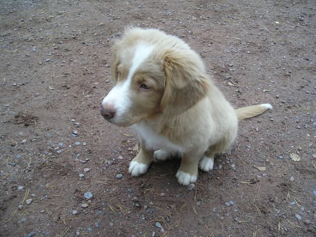 Labrador